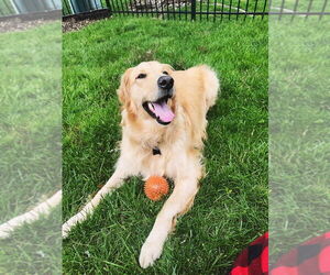 Golden Retriever Dogs for adoption in Mundelein, IL, USA