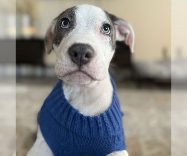 Medium Photo #9 Mutt Puppy For Sale in Fargo, ND, USA