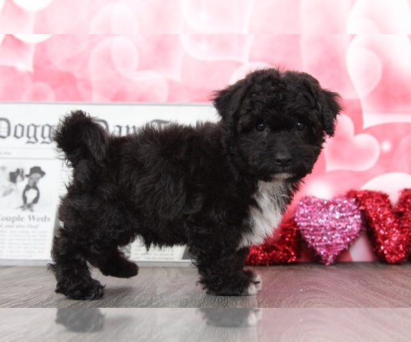 Medium Photo #2 Poochon Puppy For Sale in BEL AIR, MD, USA