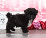 Small Photo #2 Poochon Puppy For Sale in BEL AIR, MD, USA