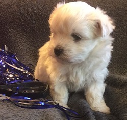 Maltese Puppy for sale in LEXINGTON, KY, USA