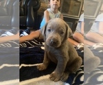 Small Photo #16 Labrador Retriever Puppy For Sale in OUTLOOK, WA, USA