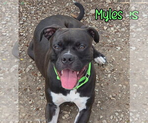 Myles - Male Boxer Dog for Adoption - Photo #8