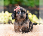 Puppy Esmeralda Yorkipoo