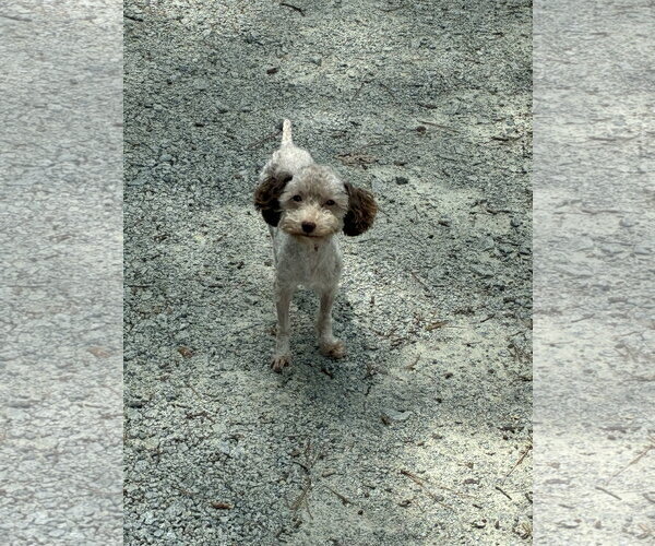 Medium Photo #3 Poodle (Miniature) Puppy For Sale in Holly Springs, NC, USA