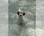 Small #2 Poodle (Miniature)