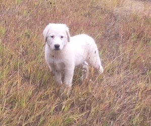 Anatolian Shepherd-Great Pyrenees Mix Puppy for sale in DEARY, ID, USA
