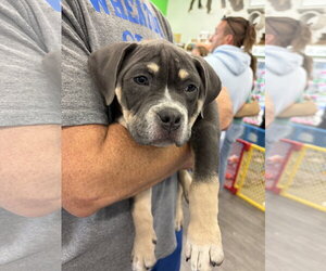 Mutt Dogs for adoption in Techny, IL, USA
