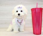 Small #3 Bichon Frise