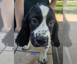 English Springer Spaniel Puppy for sale in CENTRAL POINT, OR, USA