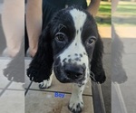Image preview for Ad Listing. Nickname: Springer Puppy