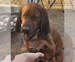 Mother of the Redbone Coonhound puppies born on 06/17/2025