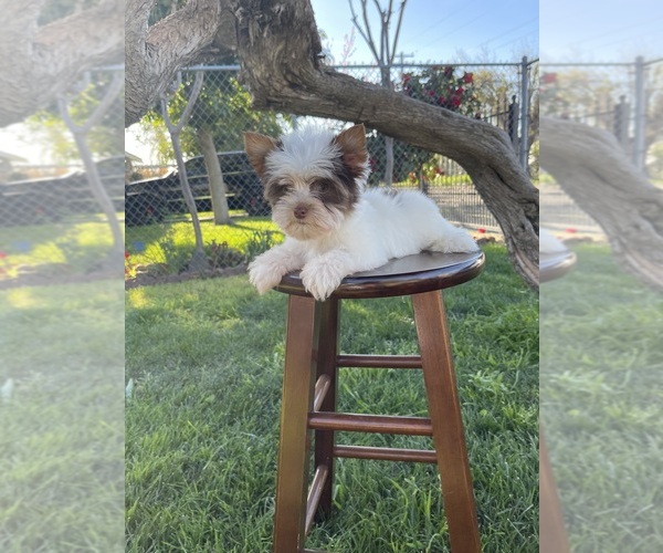 Medium Photo #1 Yorkshire Terrier Puppy For Sale in MODESTO, CA, USA