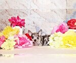 Puppy Hensley Chihuahua