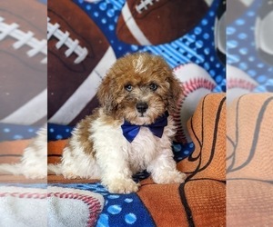 Poodle (Miniature)-ShihPoo Mix Puppy for sale in LINCOLN UNIVERSITY, PA, USA