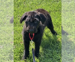 German Shepherd Dog-Portuguese Water Dog Mix Dogs for adoption in ELLENVILLE, NY, USA
