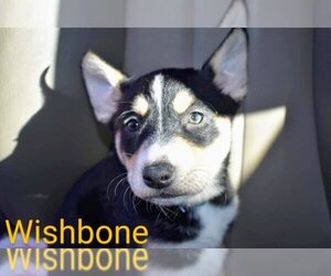 Wishbone (coming soon) - Female Mutt Dog for Adoption - Photo #3
