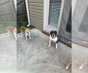 Duke - Male American Pit Bull Terrier-Border Collie Mix Dog for Adoption - Photo #7