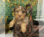 Puppy Rare choc merle Shorkie Tzu