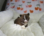 Small Photo #3 Pomeranian Puppy For Sale in COOKEVILLE, TN, USA
