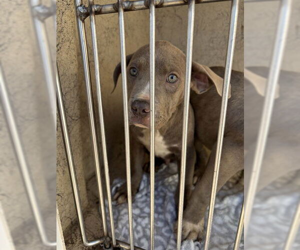 Medium Photo #1 Mutt Puppy For Sale in Oklahoma City, OK, USA