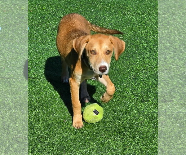 Medium Photo #1 Labrador Retriever-Unknown Mix Puppy For Sale in Royal Palm Beach, FL, USA