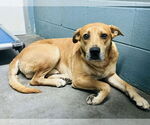 Small Labrador Retriever Mix