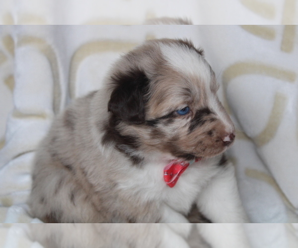 Medium Photo #1 Australian Shepherd Puppy For Sale in TERREBONNE, OR, USA