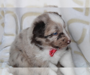 Australian Shepherd Puppy for Sale in TERREBONNE, Oregon USA
