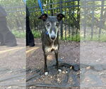 Small Greyhound