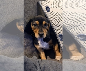 Beagle Puppy for sale in GERMANTOWN, OH, USA