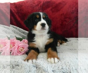 Bernese Mountain Dog Puppy for sale in CLARE, MI, USA