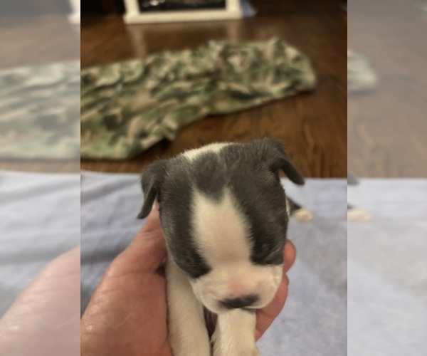 Medium Photo #3 Boston Terrier Puppy For Sale in HOWELL, NJ, USA
