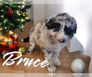 Australian Shepherd Puppy for sale in NOVI, MI, USA