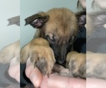 Small Photo #36 Belgian Malinois Puppy For Sale in REESEVILLE, WI, USA