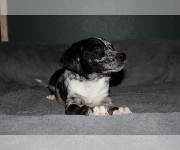 Medium Photo #2 Australian Shepherd-Unknown Mix Puppy For Sale in Phoenix, AZ, USA