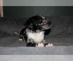 Small #1 Australian Shepherd Mix