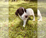 Small Photo #4 German Shorthaired Pointer Puppy For Sale in SARASOTA, FL, USA