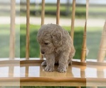 Small Photo #14 Goldendoodle Puppy For Sale in MARYVILLE, MO, USA