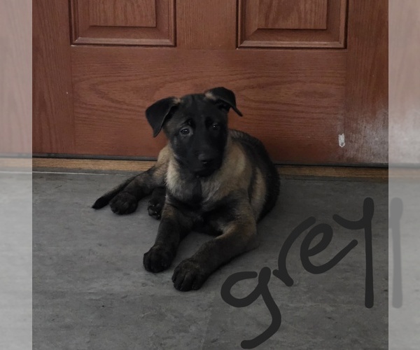 Medium Photo #1 Belgian Malinois Puppy For Sale in WALES, WI, USA