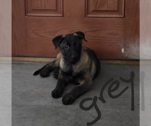Belgian Malinois Puppy for sale in WALES, WI, USA