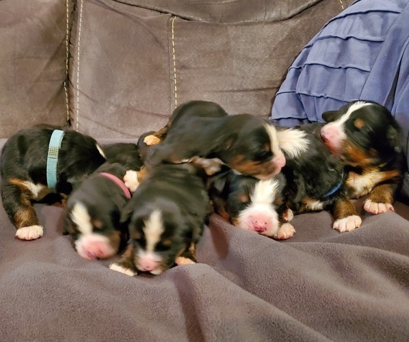 Medium Photo #28 Bernese Mountain Dog Puppy For Sale in LEETONIA, OH, USA