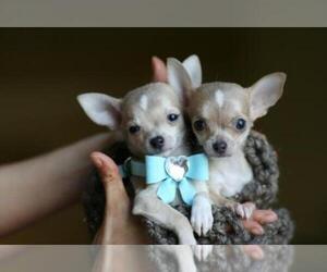 Chihuahua Puppy for sale in MIAMI BEACH, FL, USA