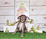 Small Photo #79 Chihuahua Puppy For Sale in CHARLESTON, AR, USA