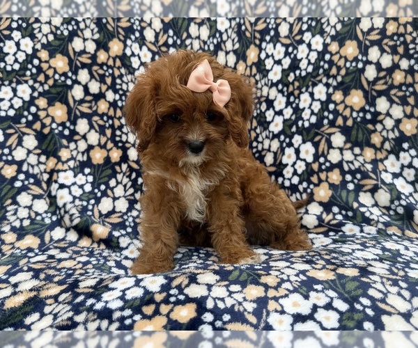 Medium Photo #3 Cavapoo (Miniature) Puppy For Sale in LAKELAND, FL, USA