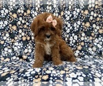 Biscuitly - Female Cavapoo (Miniature) Puppy for Sale - Photo #3