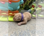 Small #9 Golden Retriever