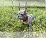 Puppy 2 French Bulldog