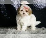 Small Photo #22 Maltipoo Puppy For Sale in WARSAW, IN, USA