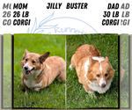 Small #5 Pembroke Welsh Corgi